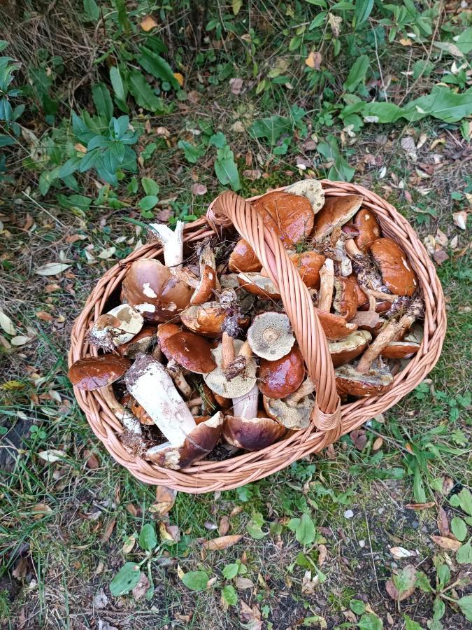 Rykowisko - Domki Caloroczne Nad Jeziorem I Rzeka Szczecinek Dış mekan fotoğraf